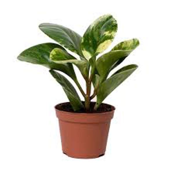 Houseplants Green Shop  Пеперомия