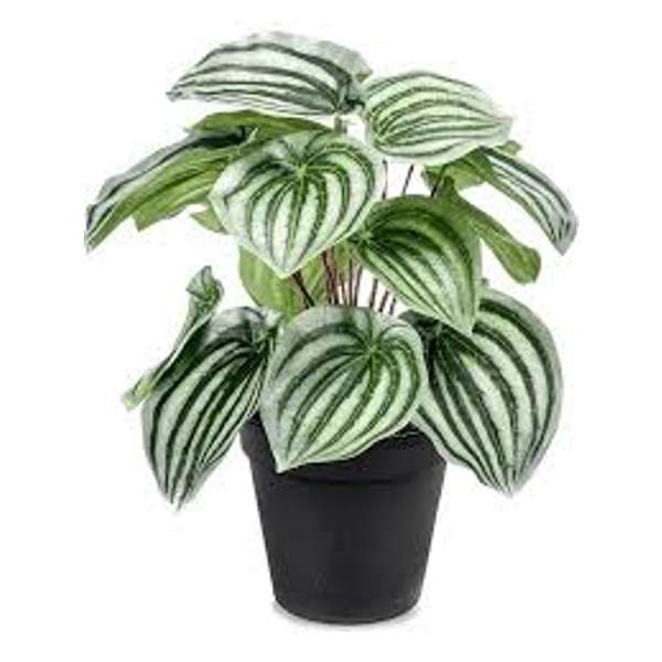 Houseplants Green Shop  Пеперомия