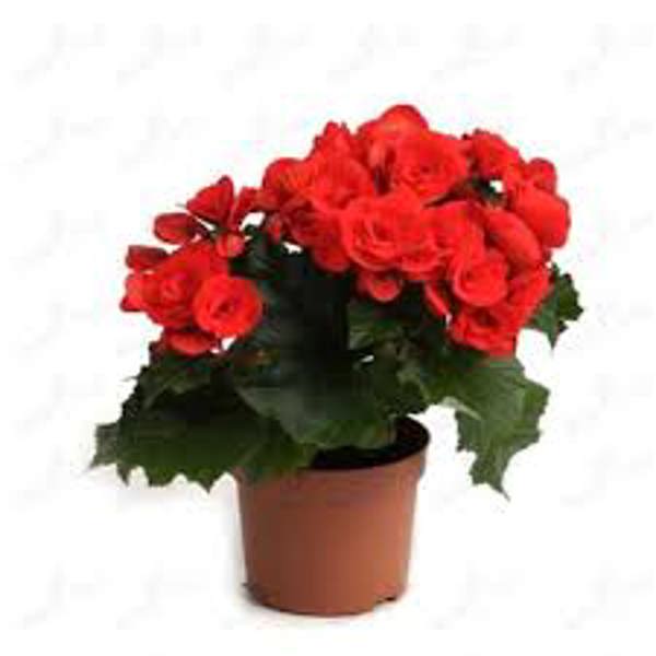 Houseplants Green Shop  Бегония