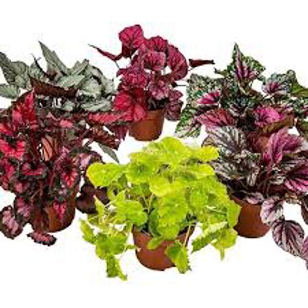 Houseplants Green Shop  Бегония