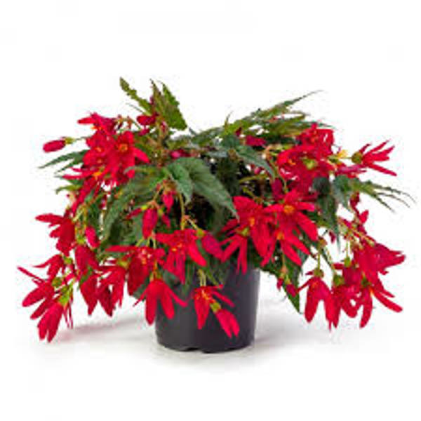 Houseplants Green Shop  Бегония