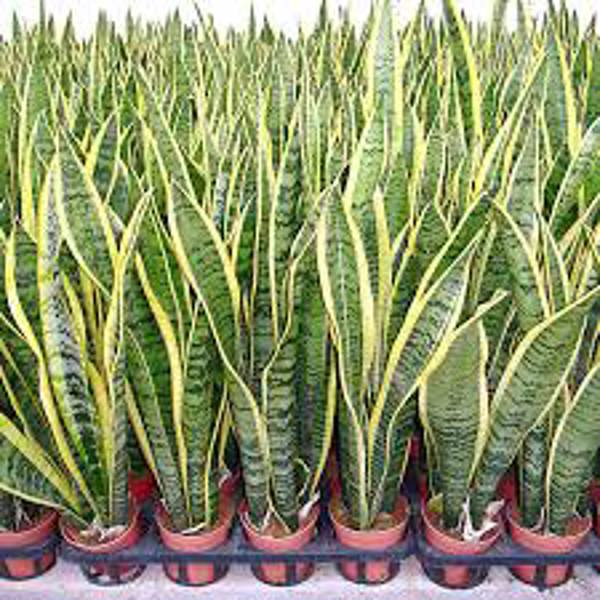 Houseplants Green Shop  Сансевиерия