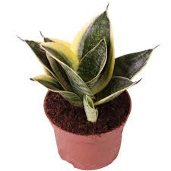 Houseplants Green Shop  Сансевиерия