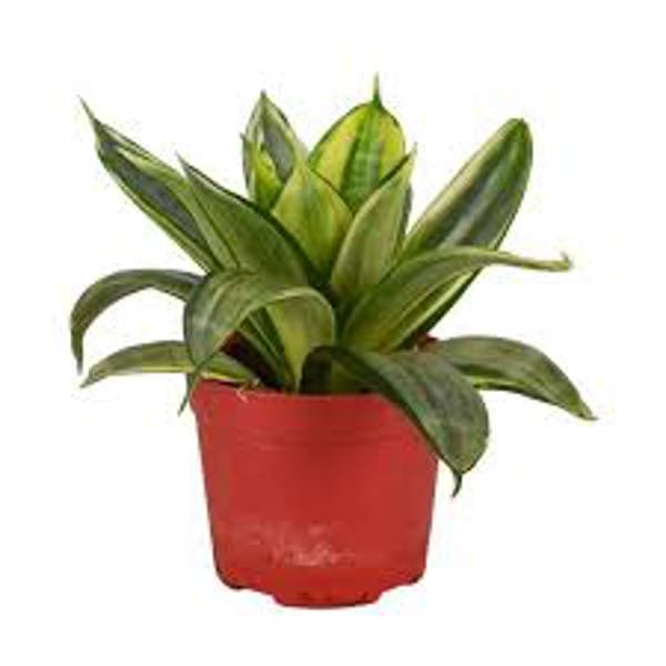 Houseplants Green Shop  Сансевиерия