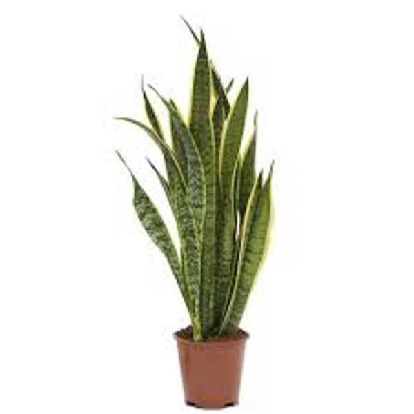 Houseplants Green Shop  Сансевиерия
