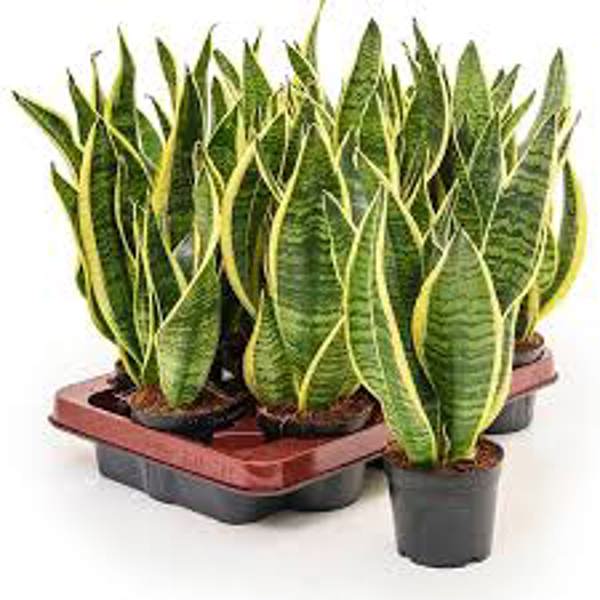 Houseplants Green Shop  Сансевиерия