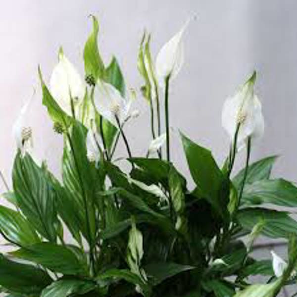 Houseplants Green Shop  Спатифилиум
