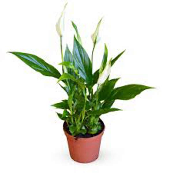 Houseplants Green Shop  Спатифилиум