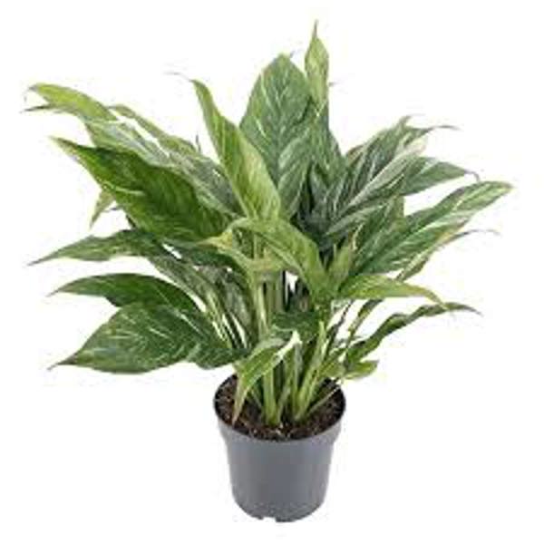 Houseplants Green Shop  Спатифилиум