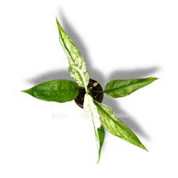 Houseplants Green Shop  Спатифилиум
