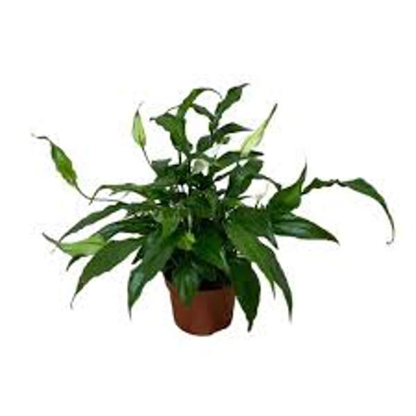 Houseplants Green Shop  Спатифилиум