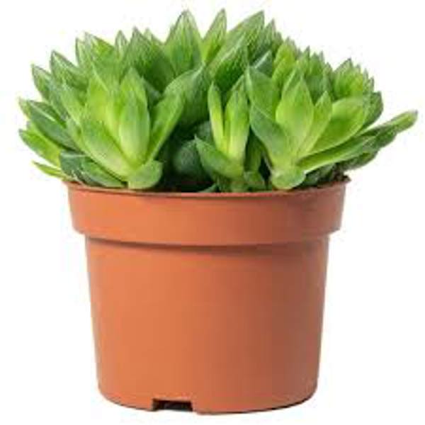 Houseplants Green Shop  Хавортия