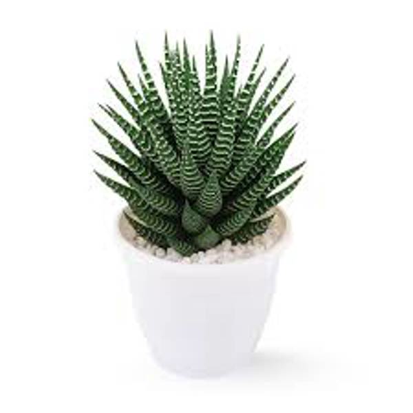 Houseplants Green Shop  Хавортия