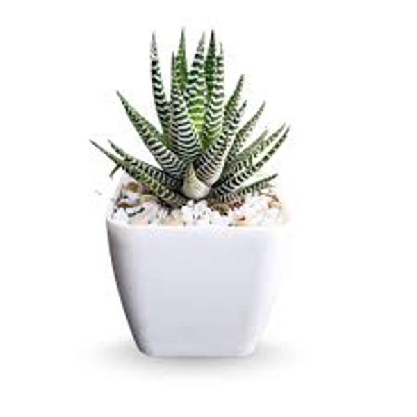 Houseplants Green Shop  Хавортия