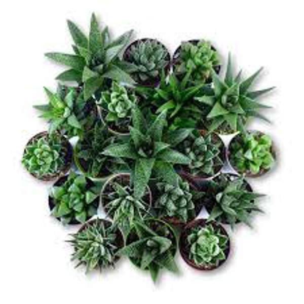 Houseplants Green Shop  Хавортия