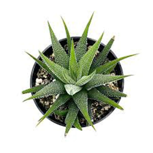 Houseplants Green Shop  Хавортия
