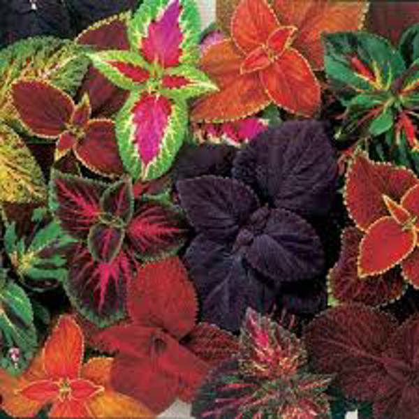 Houseplants Green Shop  Колеус