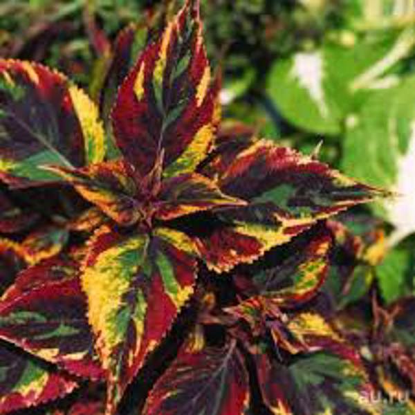 Houseplants Green Shop  Колеус