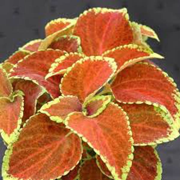 Houseplants Green Shop  Колеус
