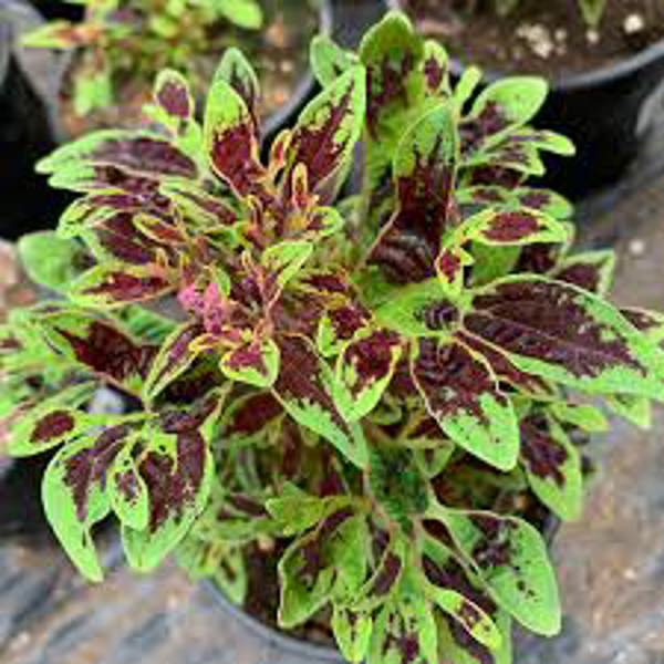 Houseplants Green Shop  Колеус