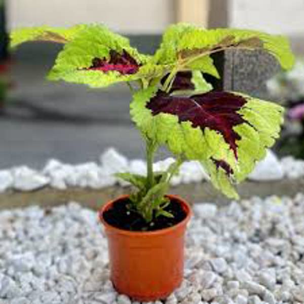 Houseplants Green Shop  Колеус