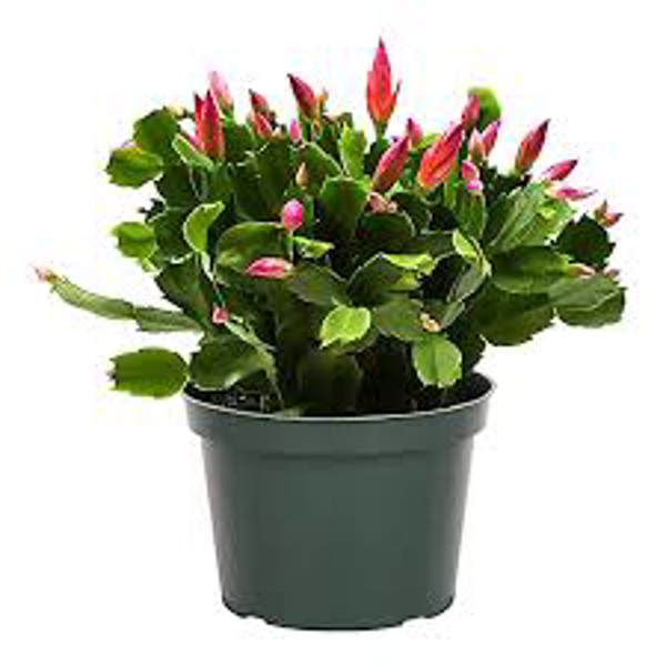 Houseplants Green Shop  Шлюмбергера