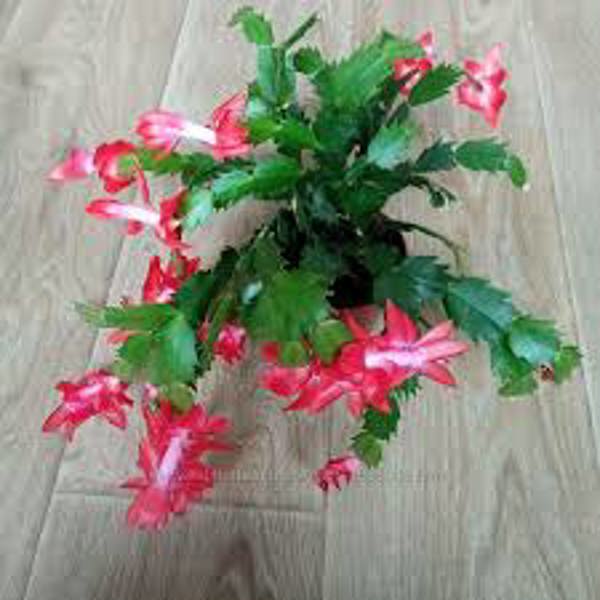 Houseplants Green Shop  Шлюмбергера