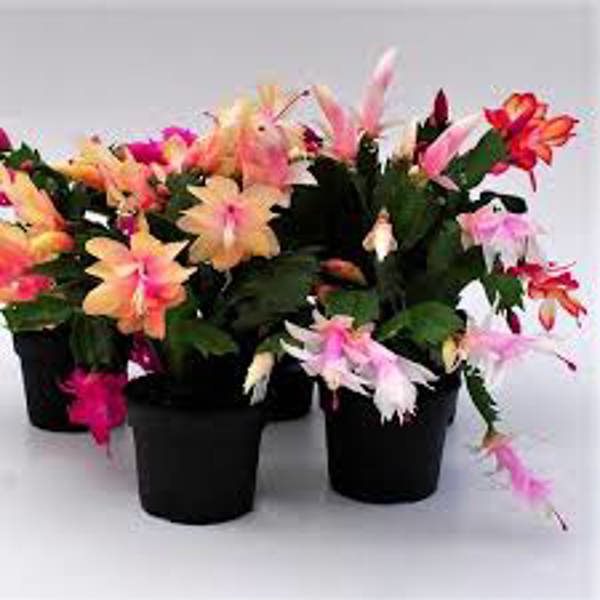 Houseplants Green Shop  Шлюмбергера