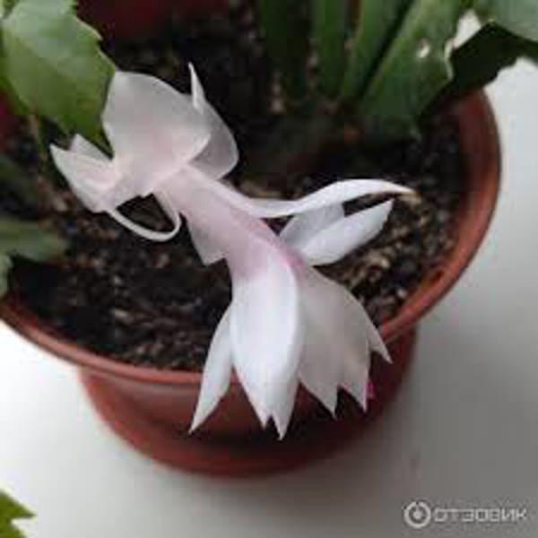 Houseplants Green Shop  Шлюмбергера