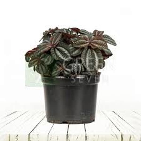 Houseplants Green Shop  Пилея