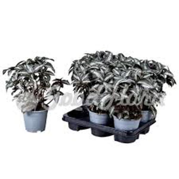 Houseplants Green Shop  Пилея