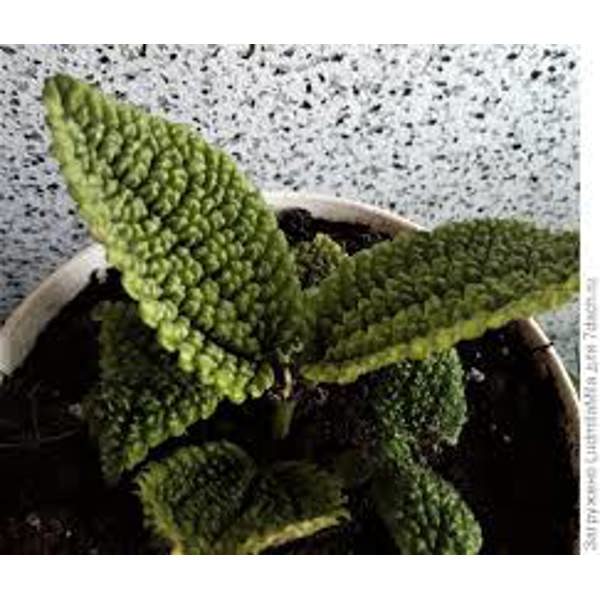 Houseplants Green Shop  Пилея
