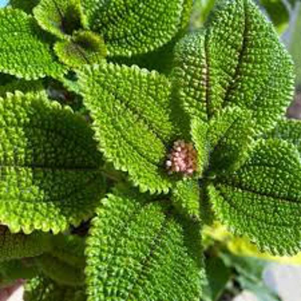 Houseplants Green Shop  Пилея