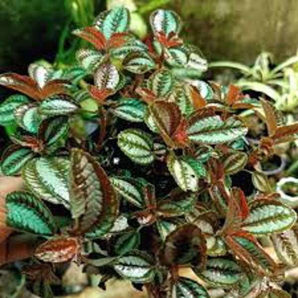 Houseplants Green Shop  Пилея