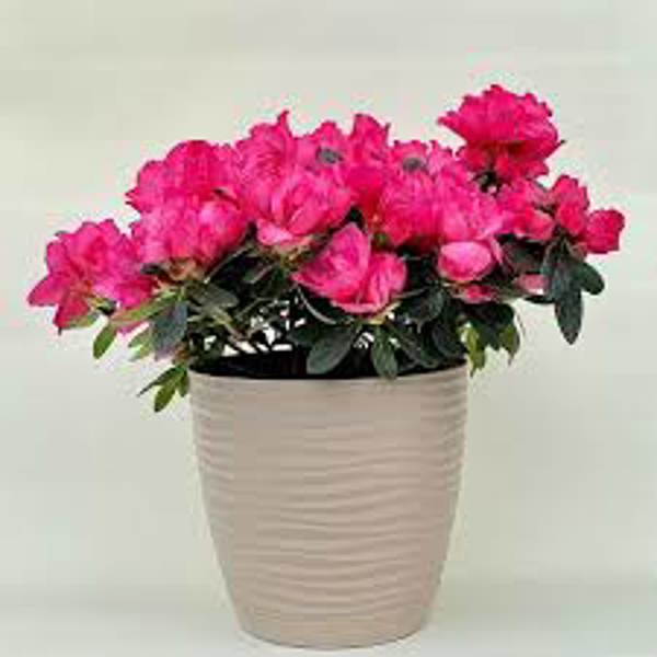 Houseplants Green Shop  Азалия