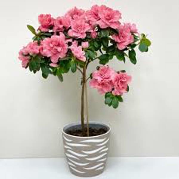 Houseplants Green Shop  Азалия