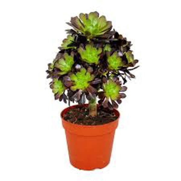 Houseplants Green Shop  Эониум