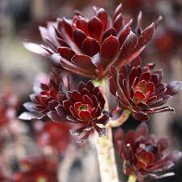 Houseplants Green Shop  Эониум