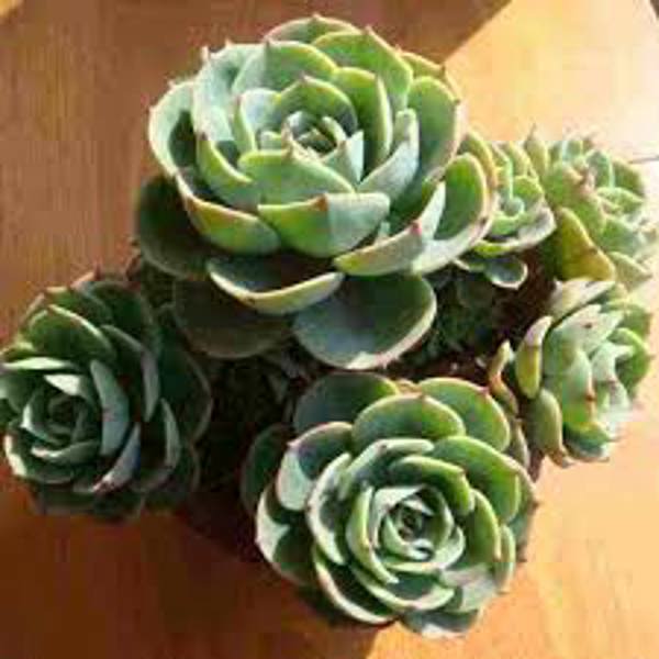 Houseplants Green Shop  Эониум