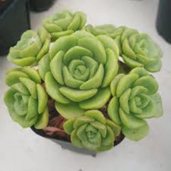 Houseplants Green Shop  Эониум