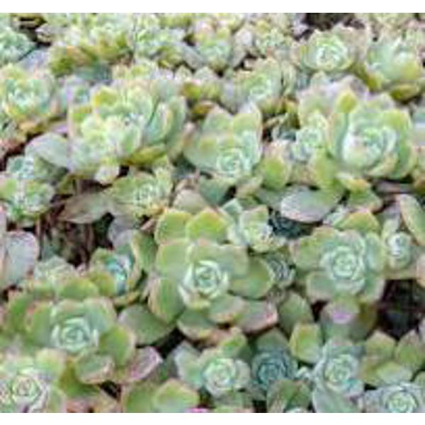 Houseplants Green Shop  Эониум