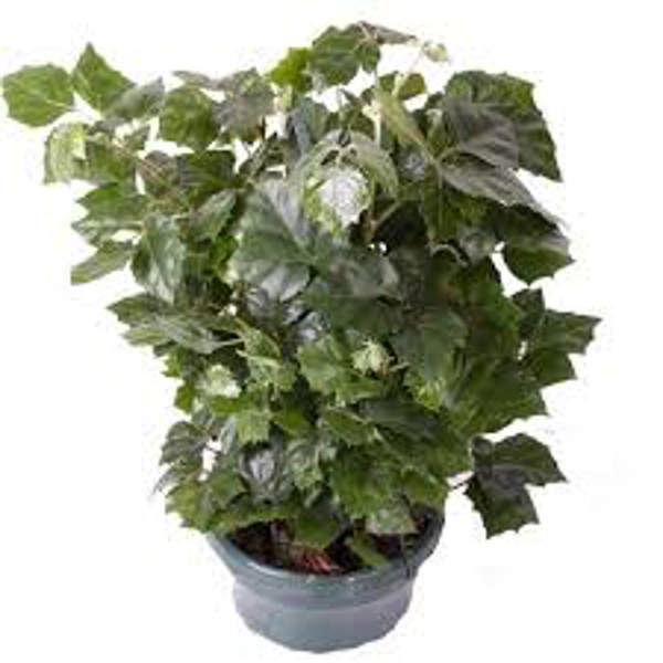 Houseplants Green Shop  Циссус
