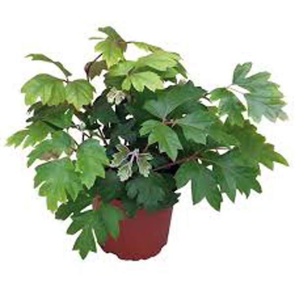 Houseplants Green Shop  Циссус
