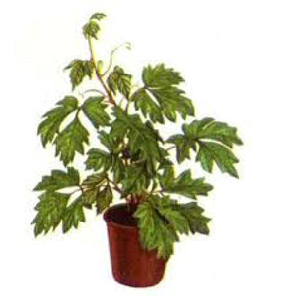 Houseplants Green Shop  Циссус