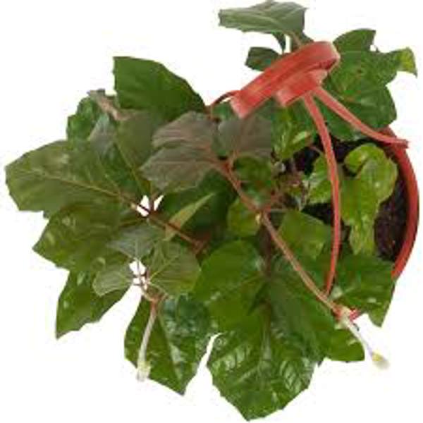 Houseplants Green Shop  Циссус