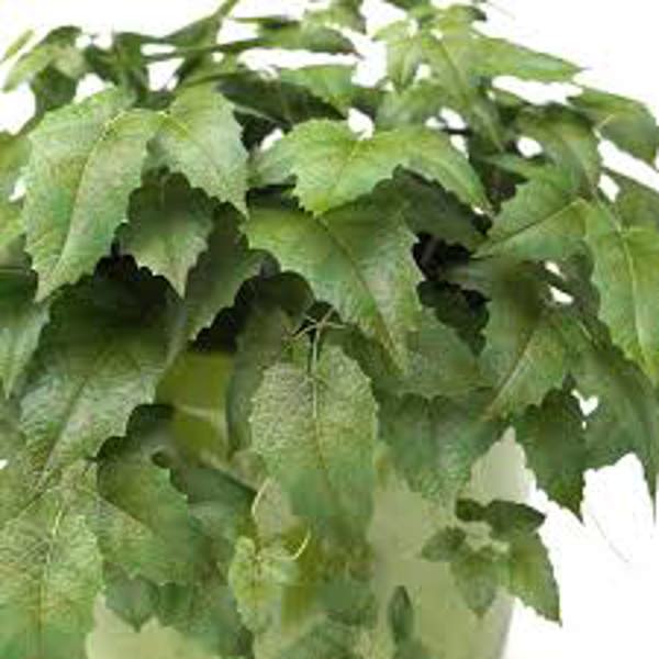 Houseplants Green Shop  Циссус