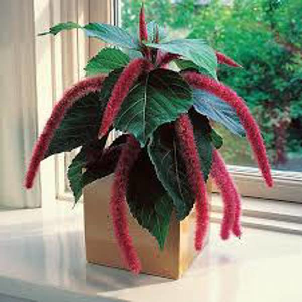 Houseplants Green Shop  Акалифа