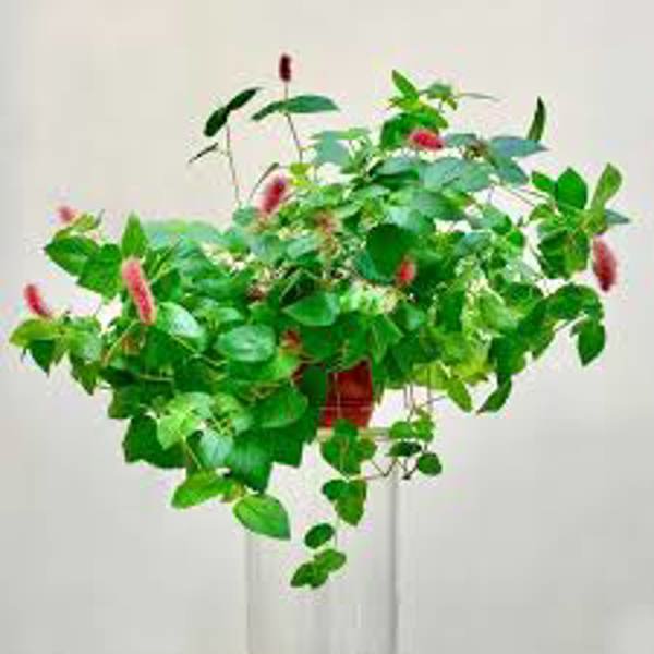 Houseplants Green Shop  Акалифа