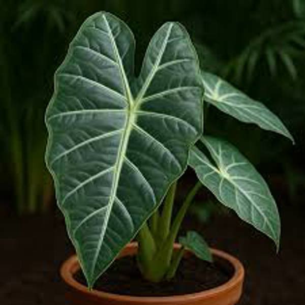 Houseplants Green Shop  Алоказия