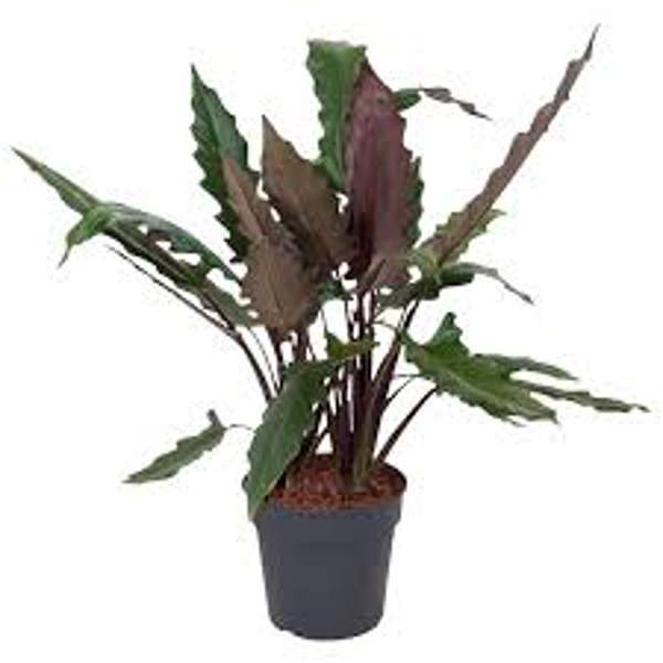 Houseplants Green Shop  Алоказия